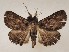  ( - CSUC104)  @11 [ ] CreativeCommons  Attribution Share-Alike (2021) Candice Sawyer California State University, Chico State Entomology Collection