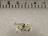  ( - CSUC171)  @11 [ ] CreativeCommons  Attribution Share-Alike (2021) Candice Sawyer California State University, Chico State Entomology Collection