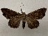  ( - CSUC174)  @11 [ ] CreativeCommons  Attribution Share-Alike (2021) Candice Sawyer California State University, Chico State Entomology Collection