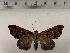  ( - CSUC174)  @11 [ ] CreativeCommons  Attribution Share-Alike (2021) Candice Sawyer California State University, Chico State Entomology Collection