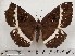  ( - CSUC1)  @11 [ ] CreativeCommons  Attribution Share-Alike (2021) Candice Sawyer California State University, Chico State Entomology Collection