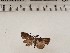  ( - CSUC249)  @11 [ ] CreativeCommons  Attribution Share-Alike (2021) Candice Sawyer California State University, Chico State Entomology Collection