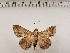  ( - CSUC251)  @11 [ ] CreativeCommons  Attribution Share-Alike (2021) Candice Sawyer California State University, Chico State Entomology Collection