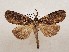  ( - CSUC252)  @11 [ ] CreativeCommons  Attribution Share-Alike (2021) Candice Sawyer California State University, Chico State Entomology Collection
