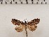  ( - CSUC252)  @11 [ ] CreativeCommons  Attribution Share-Alike (2021) Candice Sawyer California State University, Chico State Entomology Collection