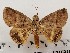  ( - CSUC33)  @11 [ ] CreativeCommons  Attribution Share-Alike (2021) Candice Sawyer California State University, Chico State Entomology Collection
