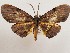  ( - CSUC39)  @11 [ ] CreativeCommons  Attribution Share-Alike (2021) Candice Sawyer California State University, Chico State Entomology Collection