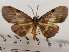  ( - CSUC39)  @11 [ ] CreativeCommons  Attribution Share-Alike (2021) Candice Sawyer California State University, Chico State Entomology Collection