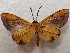 ( - CSUC39)  @11 [ ] CreativeCommons  Attribution Share-Alike (2021) Candice Sawyer California State University, Chico State Entomology Collection