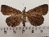  ( - CSUC40)  @11 [ ] CreativeCommons  Attribution Share-Alike (2021) Candice Sawyer California State University, Chico State Entomology Collection