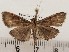  ( - CSUC46)  @11 [ ] CreativeCommons  Attribution Share-Alike (2021) Candice Sawyer California State University, Chico State Entomology Collection