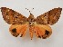  ( - CSUC47)  @11 [ ] CreativeCommons  Attribution Share-Alike (2021) Candice Sawyer California State University, Chico State Entomology Collection