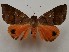  ( - CSUC48)  @11 [ ] CreativeCommons  Attribution Share-Alike (2021) Candice Sawyer California State University, Chico State Entomology Collection