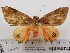  ( - CSUC49)  @11 [ ] CreativeCommons  Attribution Share-Alike (2021) Candice Sawyer California State University, Chico State Entomology Collection