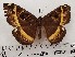  ( - CSUC4)  @11 [ ] CreativeCommons  Attribution Share-Alike (2021) Candice Sawyer California State University, Chico State Entomology Collection