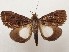  ( - CSUC55)  @11 [ ] CreativeCommons  Attribution Share-Alike (2021) Candice Sawyer California State University, Chico State Entomology Collection