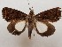  ( - CSUC56)  @11 [ ] CreativeCommons  Attribution Share-Alike (2021) Candice Sawyer California State University, Chico State Entomology Collection