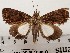  ( - CSUC56)  @11 [ ] CreativeCommons  Attribution Share-Alike (2021) Candice Sawyer California State University, Chico State Entomology Collection