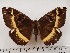  ( - CSUC5)  @11 [ ] CreativeCommons  Attribution Share-Alike (2021) Candice Sawyer California State University, Chico State Entomology Collection