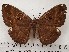  ( - CSUC7)  @11 [ ] CreativeCommons  Attribution Share-Alike (2021) Candice Sawyer California State University, Chico State Entomology Collection