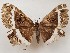  ( - CSUC8)  @11 [ ] CreativeCommons  Attribution Share-Alike (2021) Candice Sawyer California State University, Chico State Entomology Collection
