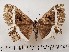  ( - CSUC8)  @11 [ ] CreativeCommons  Attribution Share-Alike (2021) Candice Sawyer California State University, Chico State Entomology Collection