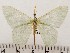  ( - CSUC90)  @11 [ ] CreativeCommons  Attribution Share-Alike (2021) Candice Sawyer California State University, Chico State Entomology Collection