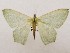  ( - CSUC91)  @11 [ ] CreativeCommons  Attribution Share-Alike (2021) Candice Sawyer California State University, Chico State Entomology Collection