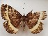  ( - CSUC9)  @11 [ ] CreativeCommons  Attribution Share-Alike (2021) Candice Sawyer California State University, Chico State Entomology Collection