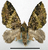  (Tripteridia - CCDB-20690-B03_NGS)  @14 [ ] CreativeCommons - Attribution Non-Commercial Share-Alike (2015) David Polluck Smithsonian Institution