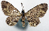  ( - CCDB-20690-F06_NGS)  @11 [ ] CreativeCommons - Attribution Non-Commercial Share-Alike (2015) David Polluck Smithsonian Institution