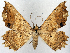  ( - CCDB-20690-H12_NGS)  @12 [ ] CreativeCommons - Attribution Non-Commercial Share-Alike (2015) David Polluck Smithsonian Institution
