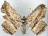  (Polyacme subgriseata - 1246500)  @11 [ ] CreativeCommons - Attribution Non-Commercial Share-Alike (2015) David Polluck Smithsonian Institution