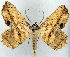  ( - 1246502)  @11 [ ] CreativeCommons - Attribution Non-Commercial Share-Alike (2015) David Polluck Smithsonian Institution