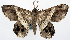  (Oxymacaria ekeikei - 1246506)  @11 [ ] CreativeCommons - Attribution Non-Commercial Share-Alike (2015) David Polluck Smithsonian Institution