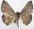  (Nadagara irretracta - 1246568)  @11 [ ] CreativeCommons - Attribution Non-Commercial Share-Alike (2015) David Polluck Smithsonian Institution