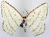  (Orthocabera sublavata - 1246578)  @11 [ ] CreativeCommons - Attribution Non-Commercial Share-Alike (2015) David Polluck Smithsonian Institution