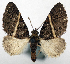  ( - CCDB-20690-E05)  @11 [ ] CreativeCommons - Attribution (2014) David Pollock Centre for Biodiversity Genomics