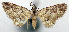  (Calluga albiviridis - CCDB-20690-G04)  @11 [ ] CreativeCommons - Attribution (2014) David Pollock Centre for Biodiversity Genomics