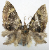  ( - CCDB-20690-B09)  @11 [ ] CreativeCommons - Attribution (2014) David Pollock Centre for Biodiversity Genomics