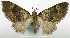  (Tripteridia barbata - CCDB-20690-B10)  @11 [ ] CreativeCommons - Attribution (2014) David Pollock Centre for Biodiversity Genomics