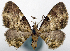  (Symmimetis confusa - CCDB-20690-A04)  @11 [ ] CreativeCommons - Attribution (2014) David Pollock Centre for Biodiversity Genomics
