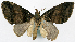  (Tripteridia conquadrata - CCDB-20690-A09)  @11 [ ] CreativeCommons - Attribution (2014) David Pollock Centre for Biodiversity Genomics