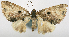  (Tripteridia dilopha - CCDB-20690-C07)  @11 [ ] CreativeCommons - Attribution (2014) David Pollock Centre for Biodiversity Genomics