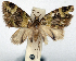  (Tripteridia dystacta - CCDB-20690-B04)  @11 [ ] CreativeCommons - Attribution (2014) David Pollock Centre for Biodiversity Genomics