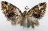  (Tripteridia ectocosma - CCDB-20690-B06)  @11 [ ] CreativeCommons - Attribution (2014) David Pollock Centre for Biodiversity Genomics