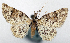  (Calluga longispinata - CCDB-20690-G06)  @11 [ ] CreativeCommons - Attribution (2014) David Pollock Centre for Biodiversity Genomics
