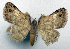  (Bosara dilatata - CCDB-20690-E01)  @11 [ ] CreativeCommons - Attribution (2014) David Pollock Centre for Biodiversity Genomics