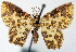  ( - CCDB-20690-G12)  @11 [ ] CreativeCommons - Attribution (2014) David Pollock Centre for Biodiversity Genomics