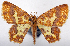  (Pseudopolynesia interrupta - CCDB-20690-H01)  @11 [ ] CreativeCommons - Attribution (2014) David Pollock Centre for Biodiversity Genomics